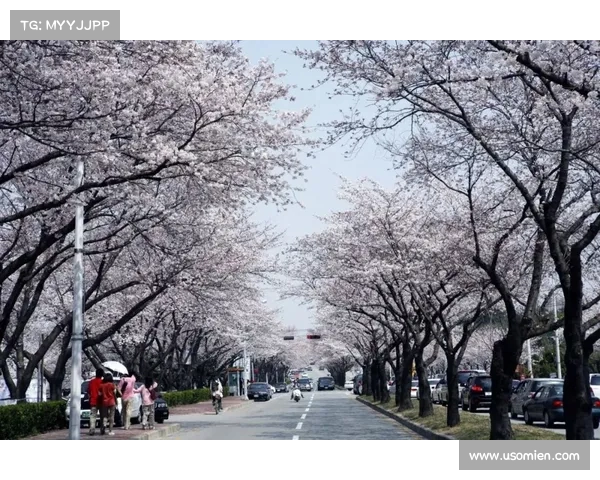 樱花雨下的经济蝶变:江城以奔跑姿态激活万亿级消费新图景 樱花雨下的经济蝶变:江城以奔跑姿态激活万亿级消费新图景